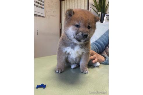 成約済の埼玉県の柴犬-164685の2枚目